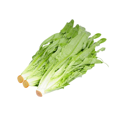 中國雲南油麥菜苗 (1pack)