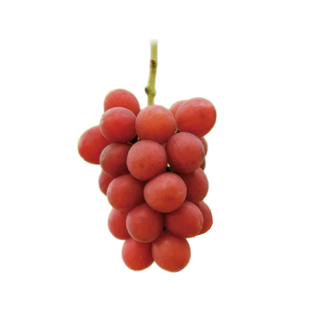 日本山梨縣中村屋陽光紅香印提子  (600g)