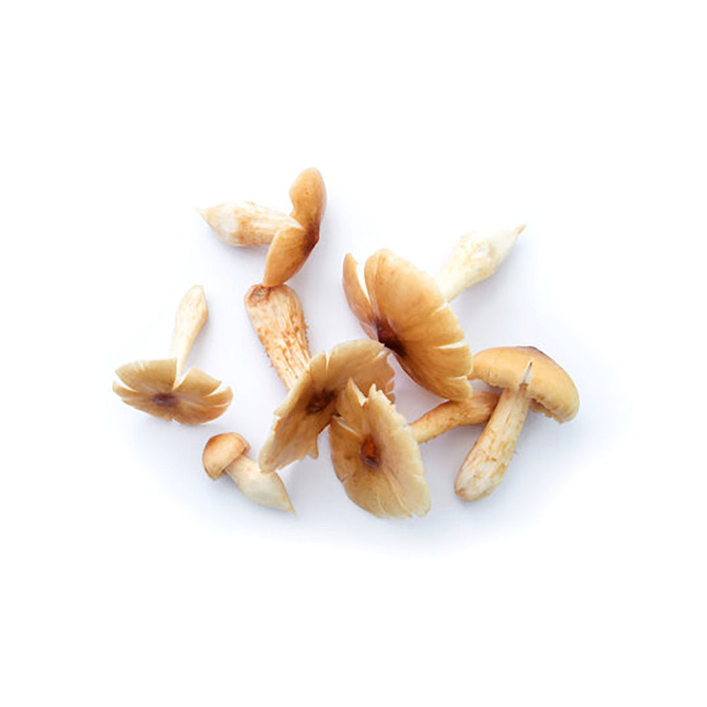 中國雞土從菌  (200g)