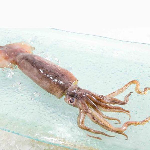 CHU-SUI 日本青森縣赤魷魚[經解凍處理]  (1pack)