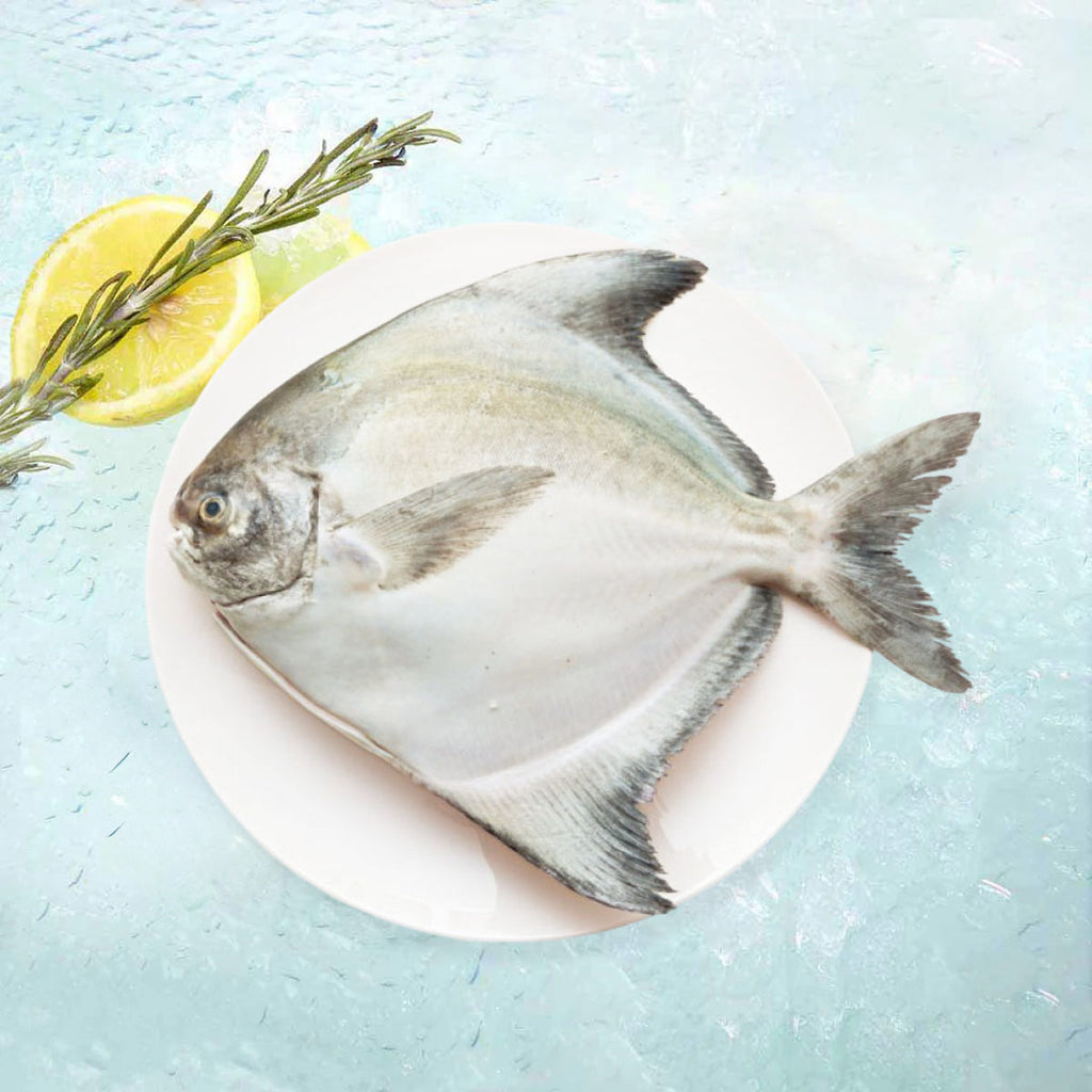 本地野生鷹鯧  (600g)