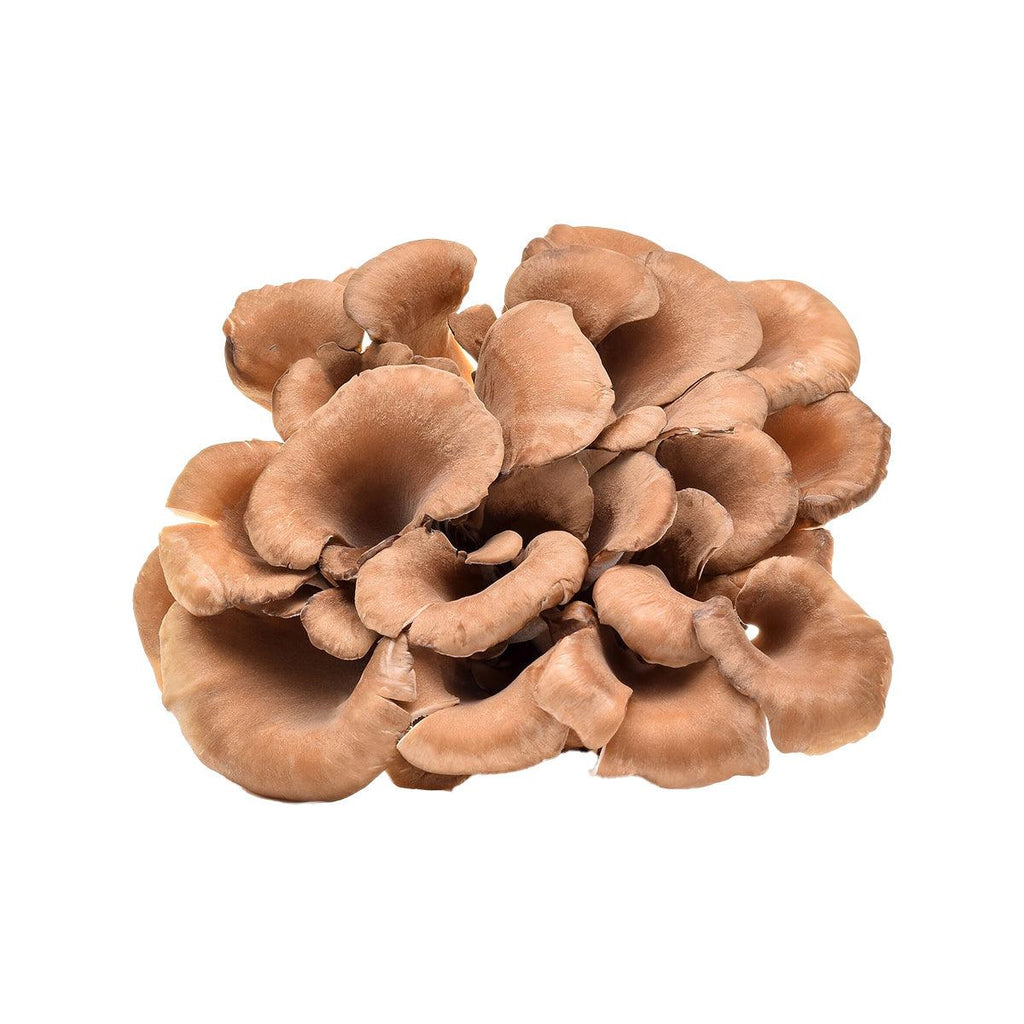 日本白舞菇 (細)  (70g)