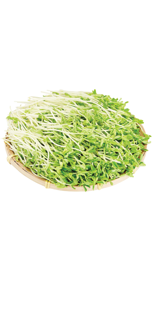 本地有機翡翠苗 (600g)